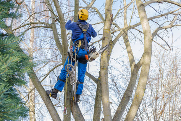 Trusted Brooksville, FL Tree Services Experts